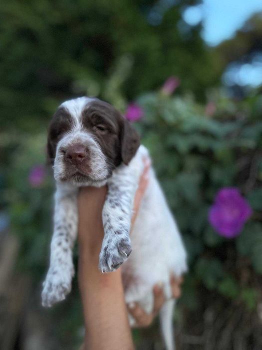 Vendo cachorro Setter