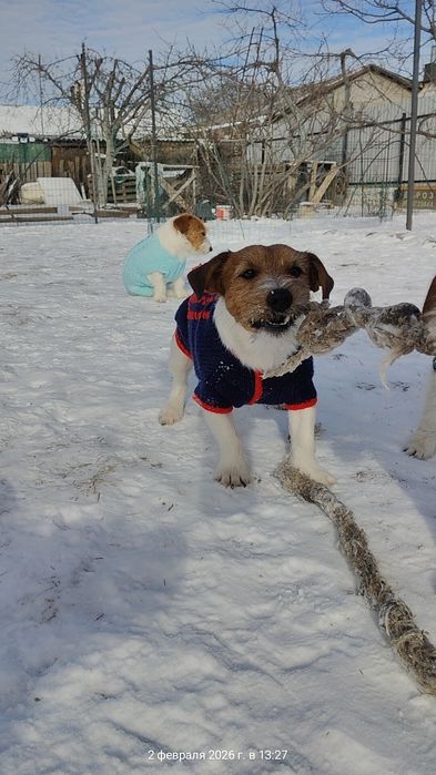 Кобель Джек Рассел терьер