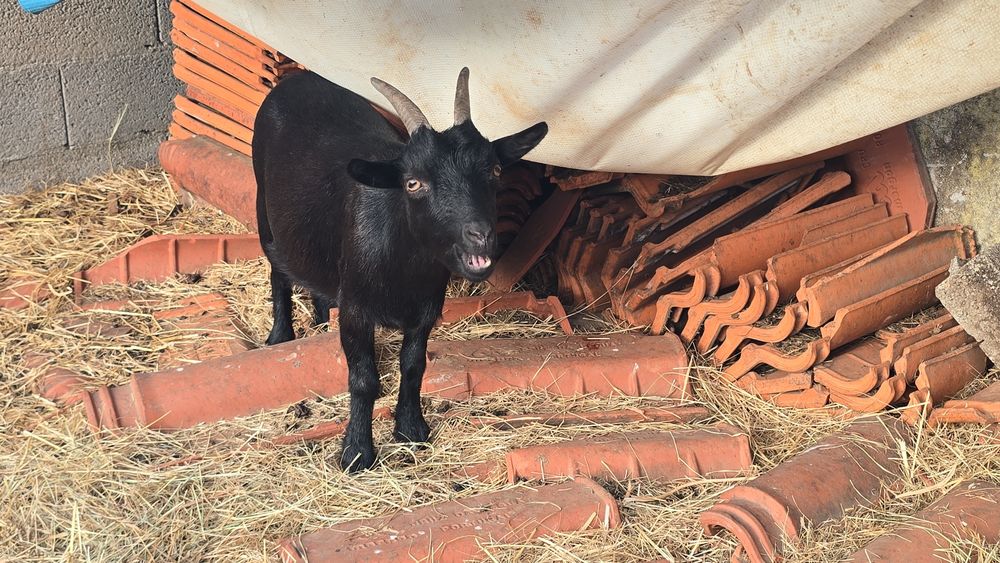 Cabras anãs, pequeninas