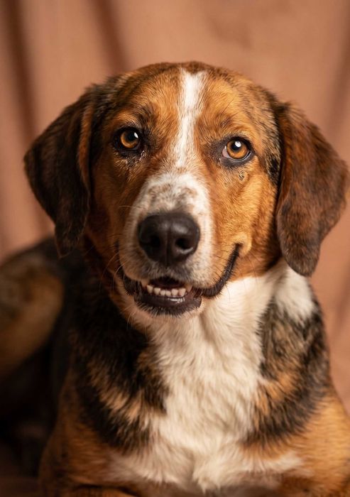 NAWIGATOR - mega fajny psiak trochę podobny do beagle