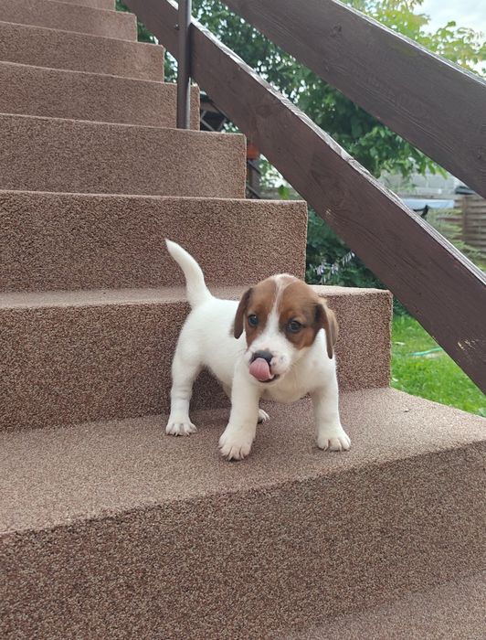 Jack russell terrier piesek