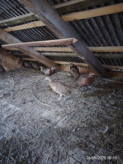 Bażant polny/łowny