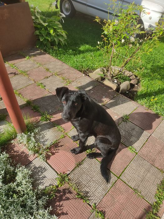 Лабрадор хлопчик