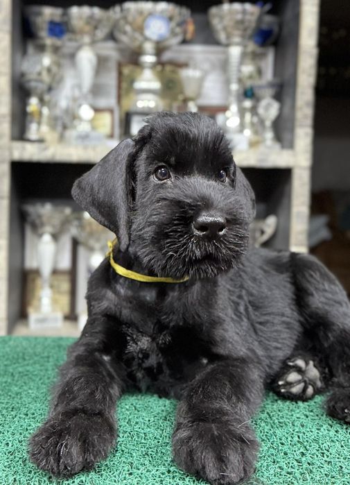 Щенки ризеншнауцера