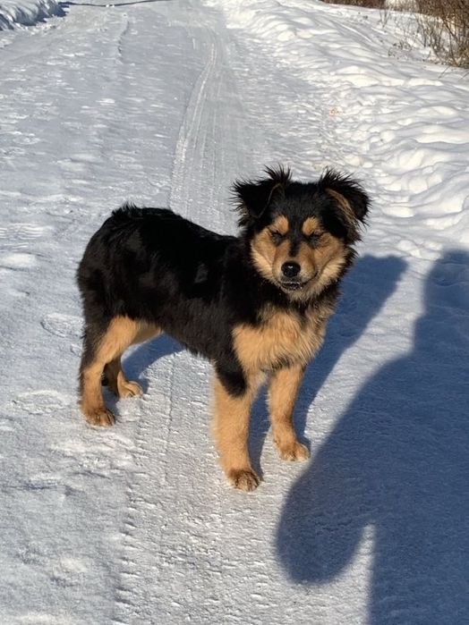 Цуценята підлітки в добрі руки