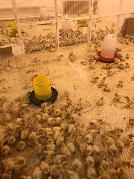 Індичата  добові