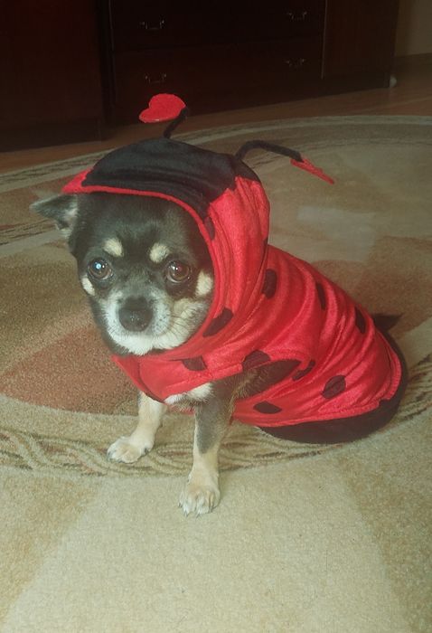 Ubranko,sweter,Biedronka" z aksamitu dla małego psa 4-6 kg,na rzepy,u