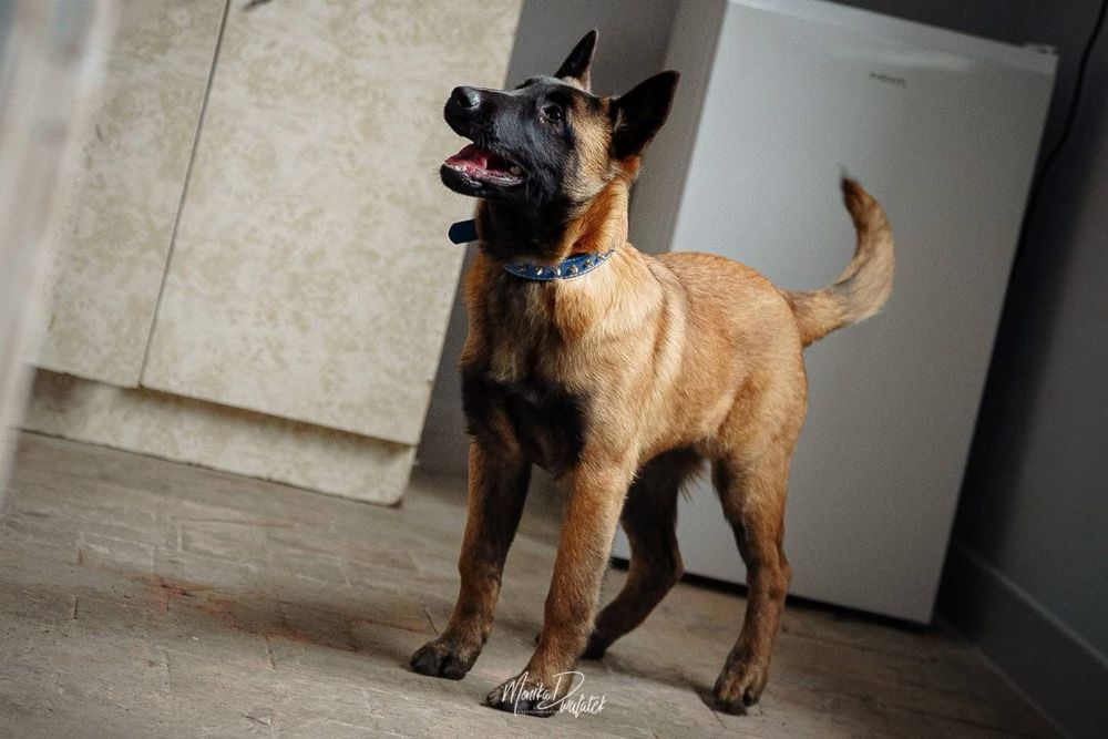 Owczarek belgijski malinois