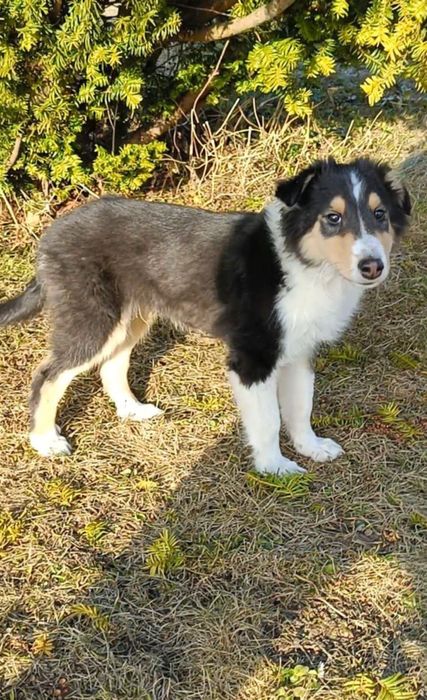 Owczarek szkocki collie