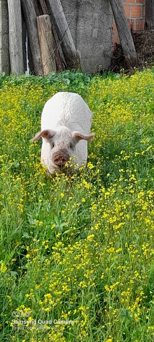 Porco com 10/11 Arrobas