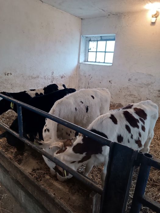 Byczek cielak żarłak