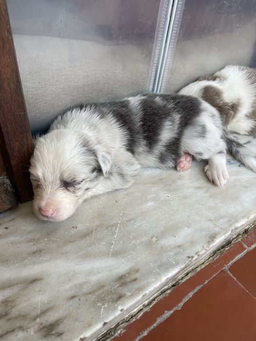 Cadela border collie