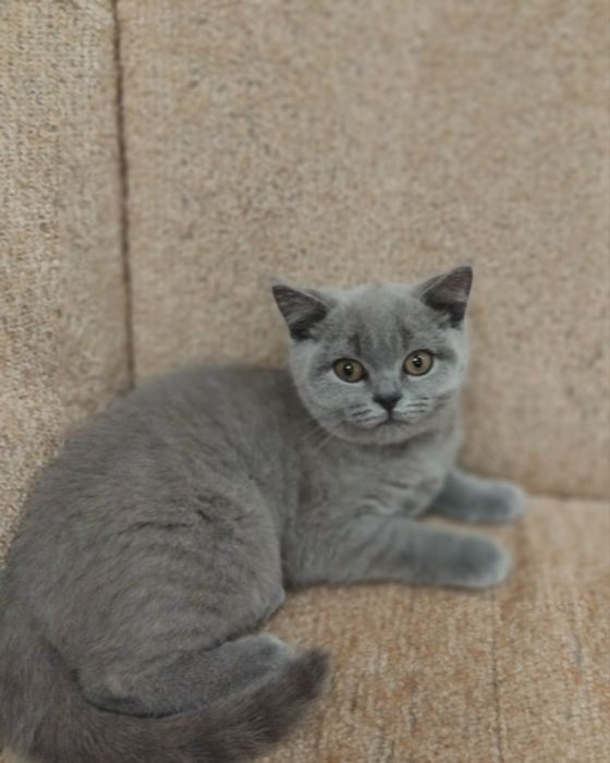 Кошеня британець