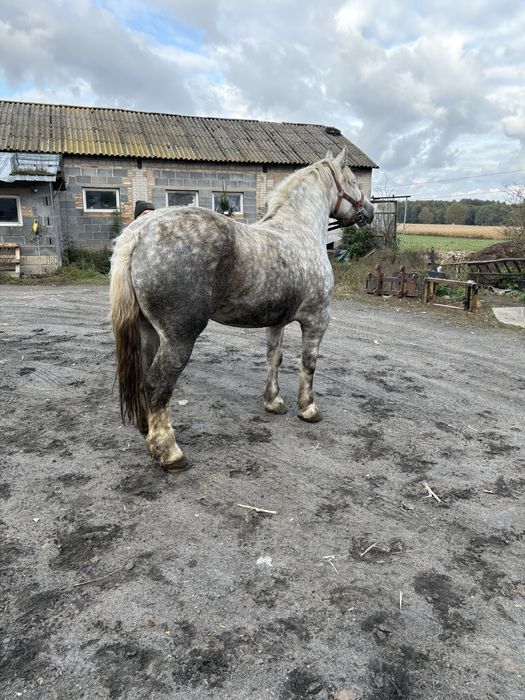 Witam sprzedam klacz