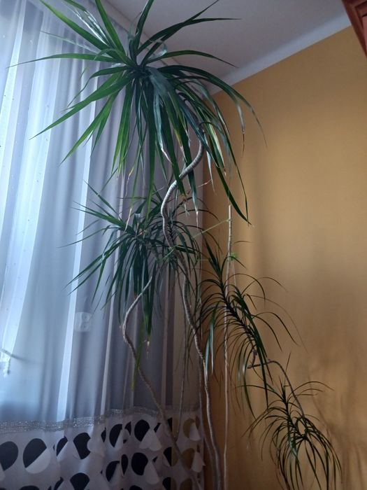 Sprzedam dwie duże juki