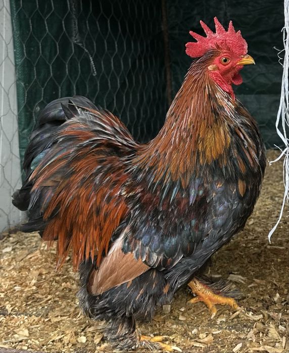 Vendo um macho de pekin gold