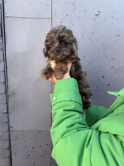 Красотун мальтипу стандарт