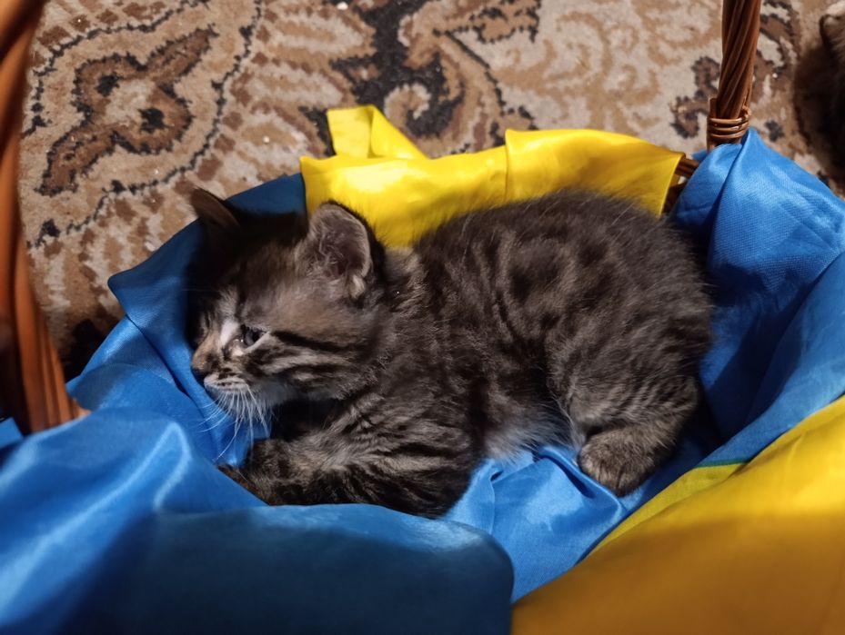 Кошенята шукають дім
