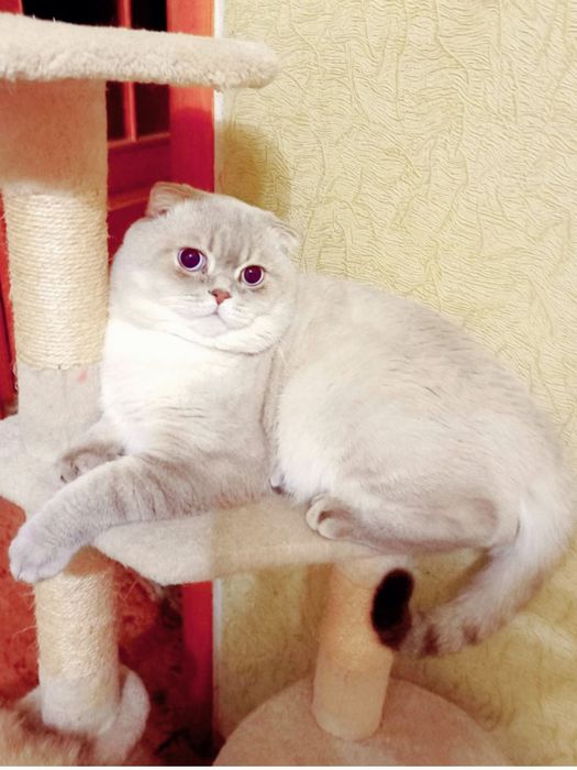 Вязка!Чистокровный вислоухий голубоглазый котик  приглашает девочек !