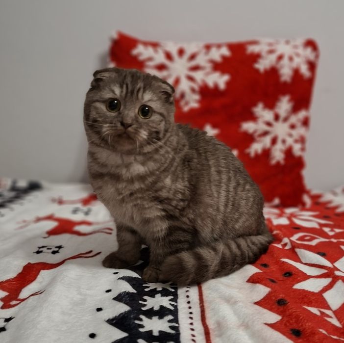 Kotka szkocka dostępna