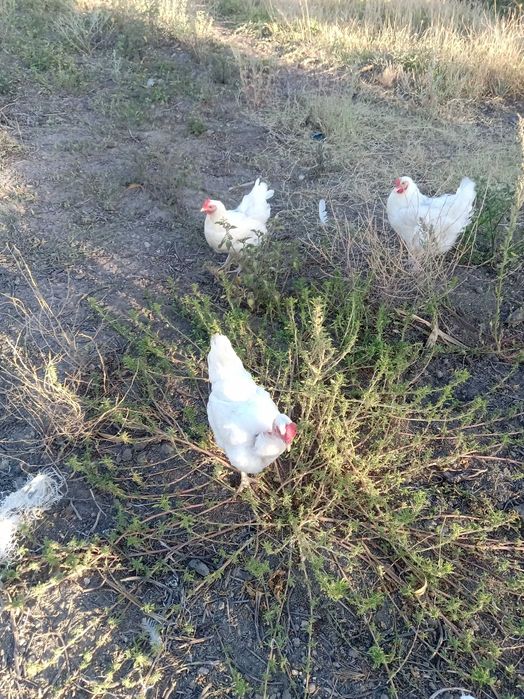 Vendo ovos galados de galinha branca portuguesa