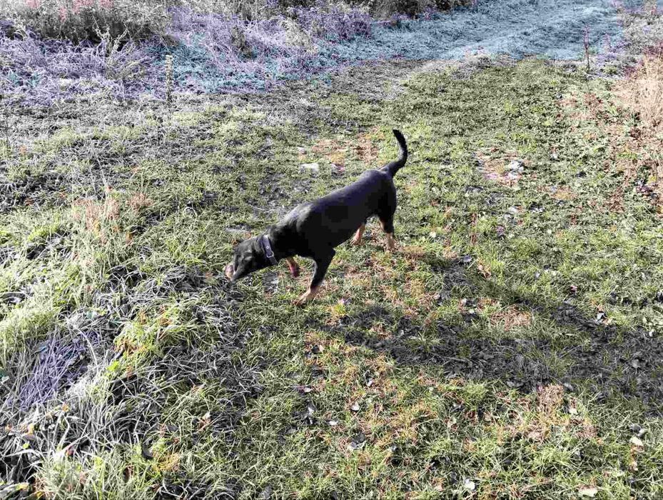 Двохрічна карпатська гонча