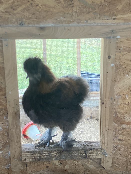 Koguty silki - nadwyżka