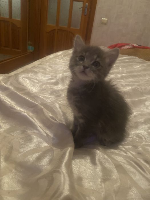 Радость в дом к деткам