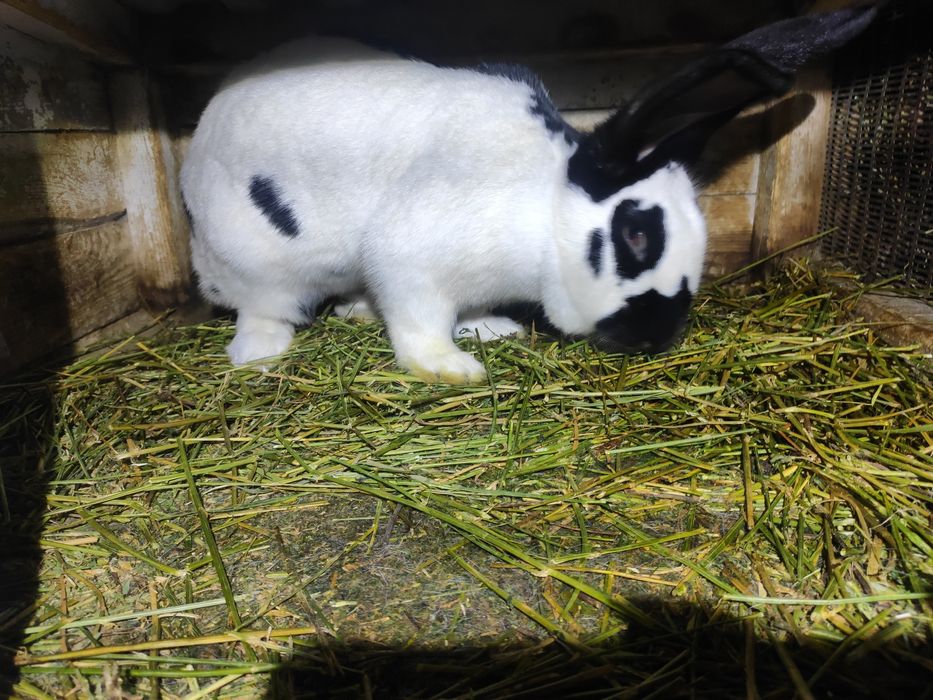 Змінять місце проживання кролики шиншили і німецький строкач