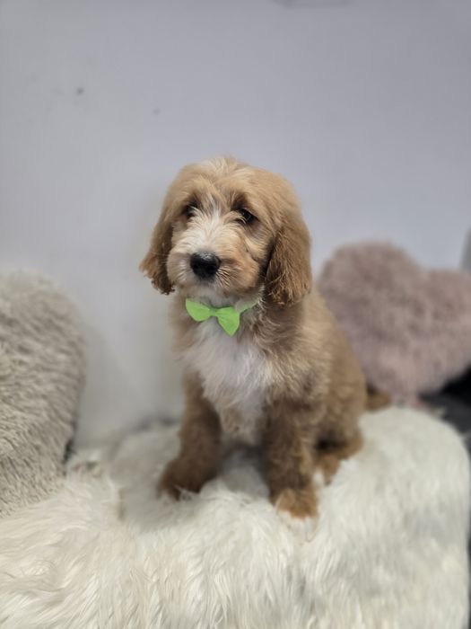 Goldendoodle f1 standard