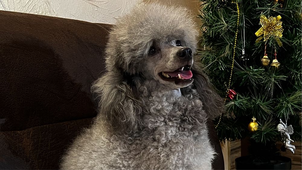 В‘язка Пуделя