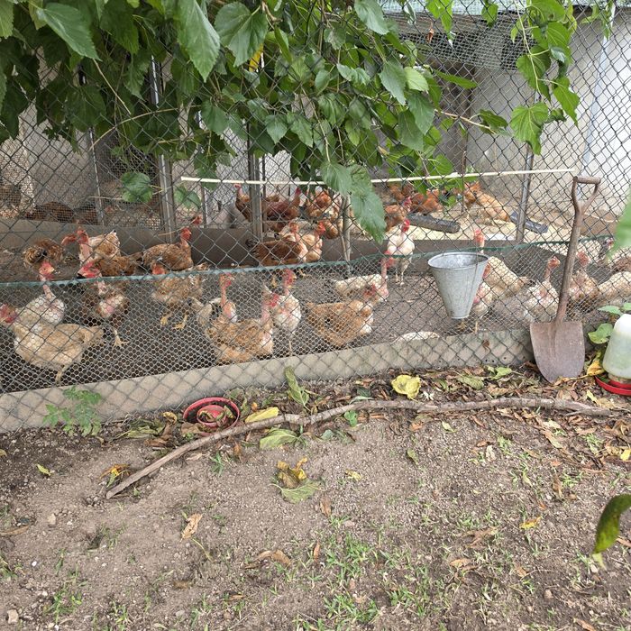 Vendo estas galinhas para dar lugar a outras