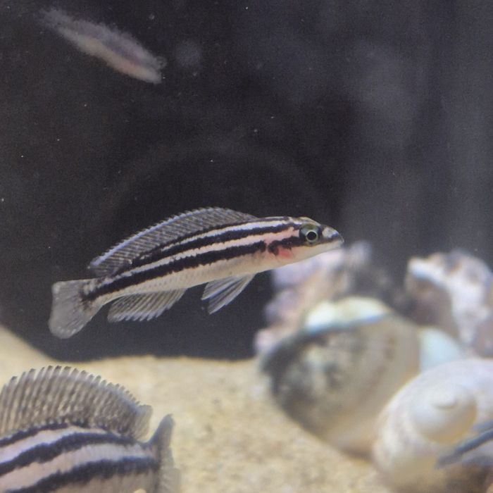 Африканские цихлиды озера Танганьика