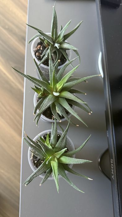 Хавортія смугаста суккулент з дітками hawortia