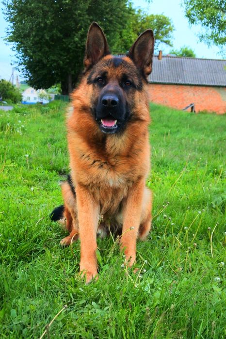 Кобель для вязки