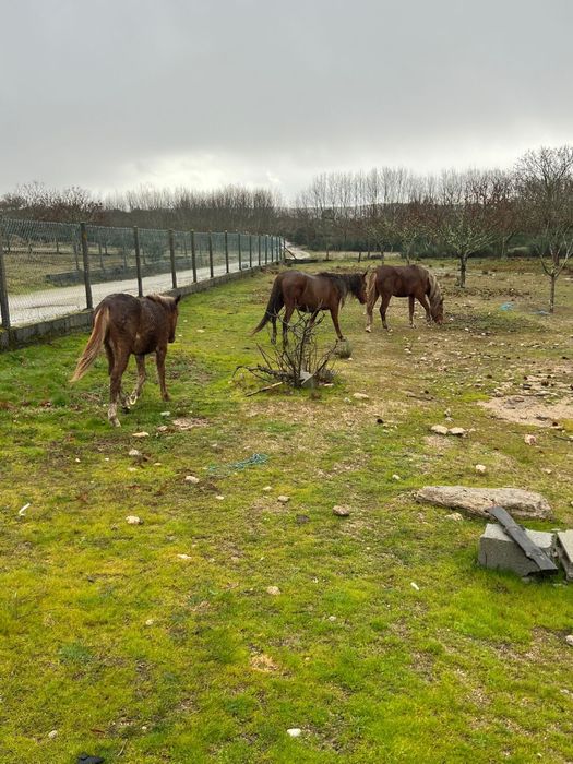 Vendo Cavalos Mansos
