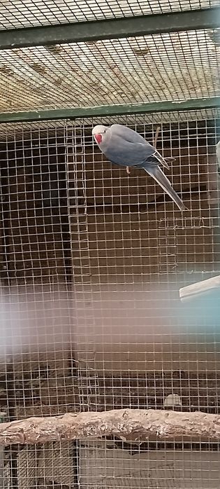 Ring neck para ceder