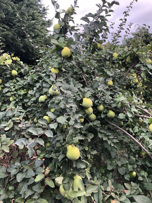 Pigwa owoce ekologiczne..