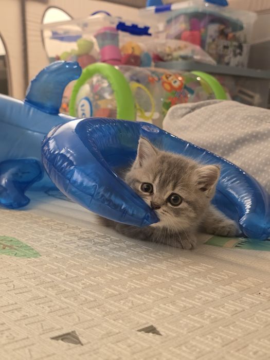 Gatinha Scottish Straight Silver Tabby