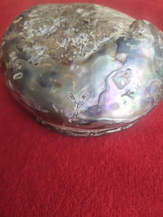 Мушля океанічна абалон