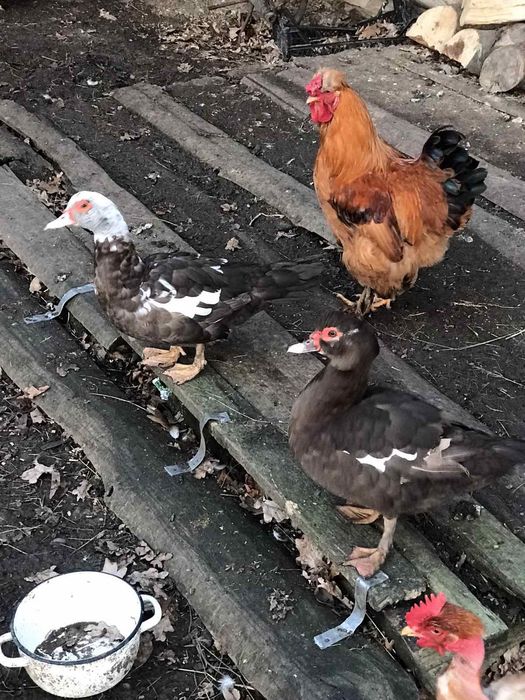 Продаються мускусна качка