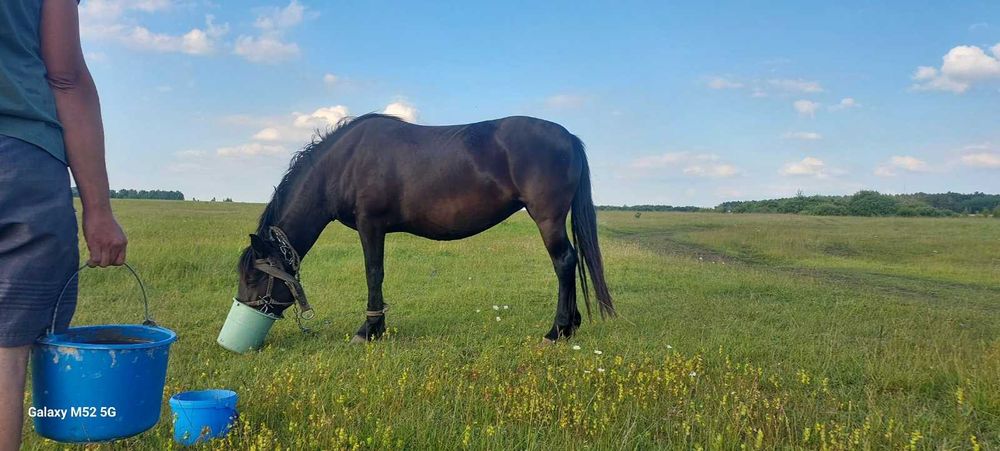 Продам робочу кобилу