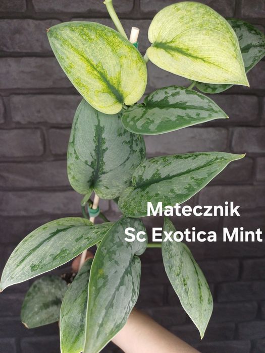 Scindapsus Exotica Mint #2