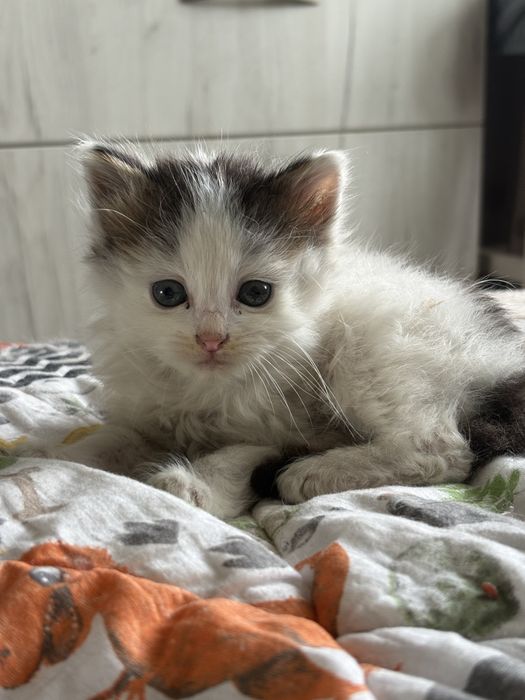 Безкоштовно кошенята