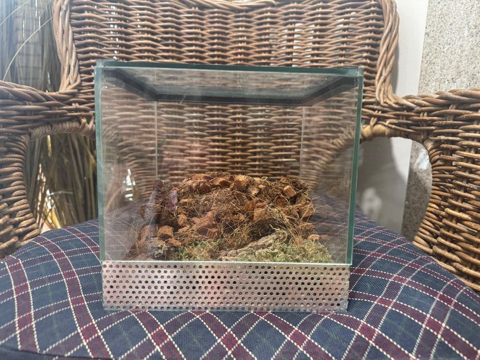 Terrarium 20x20x20 z aranżacją