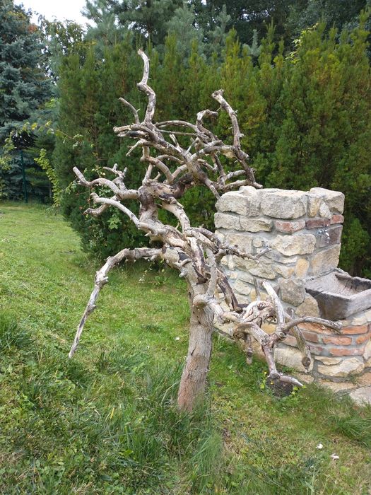 Професійні послуги садівника.