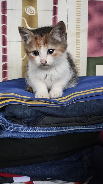 Віддам в добрі руки кошеня дівчинка