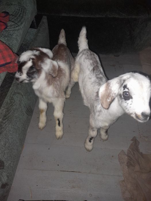 Кастрация козликов. Без операционно