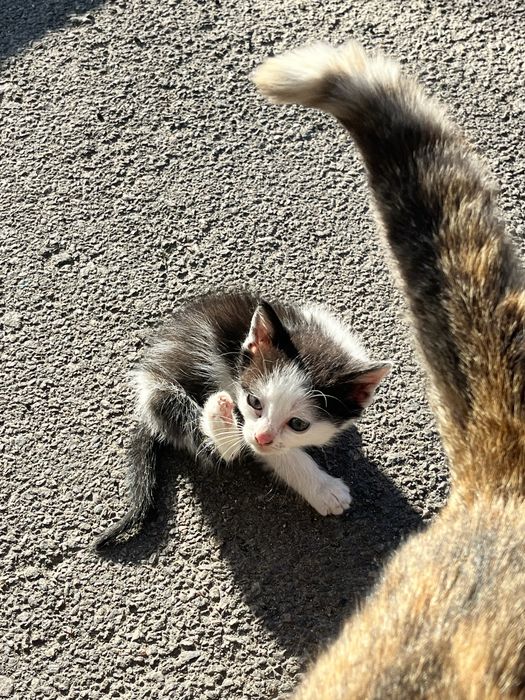 Віддам в добрі руки котенят