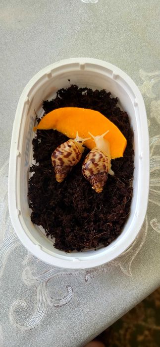 Ślimak Achatina reticulata